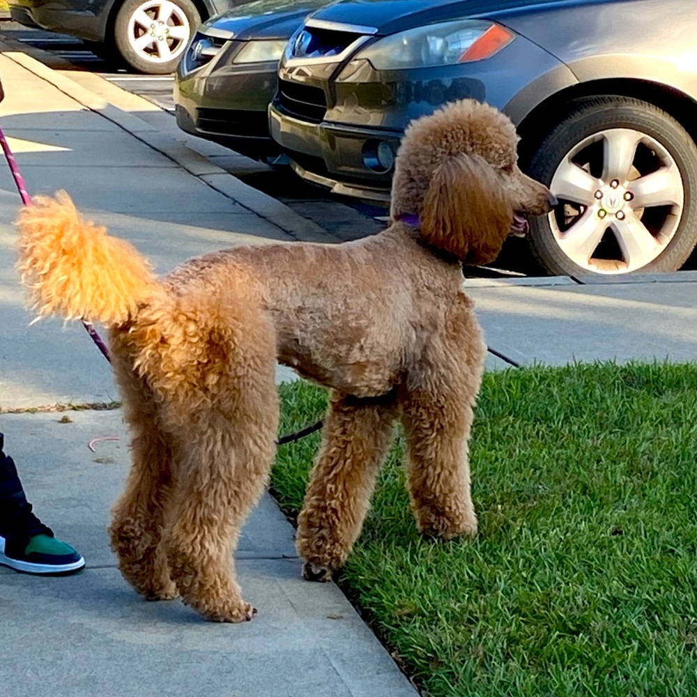 Meet your Posher, Daryl